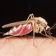 Illustration for article titled Put Your Mind At Ease: 8 Mosquitoes That For Sure Don’t Have Zika